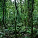 Pacific BUBBLES 이미지