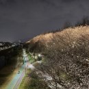 (주)지금 | 4월 둘째주 양재천 벚꽃 정보와 직접 방문후기