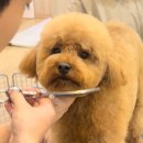 안다 펫살롱 이미지