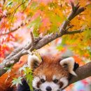 단풍잎과 잘 어울리는 레서판다🐻 이미지