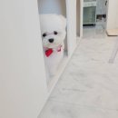 어스펫(US-pet) | [인천 어스펫1호점] Us_Pet