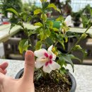 안동무궁화 이미지