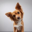 선산동물병원 이미지