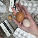 백봉흑염소 이미지