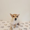 마루애견 이미지