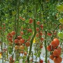 하영농장 이미지