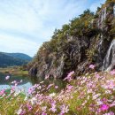 정읍 구절초 꽃축제=10월 14일부터 26일까지 13일간 이미지