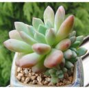 우혁농장 이미지