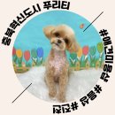 혁신애견미용 | 음성 푸리티 : 충북혁신도시 애견미용 음성 진천 강아지 미용 후기