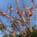 화치공원 이미지