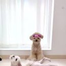 근육다짐 이미지