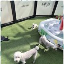 애견멀티샵 이미지