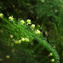 10월 16일의 꽃은 '아스파라거스 (Garden asparagus)' 이미지