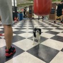 김태선다이어트복싱클럽 이미지