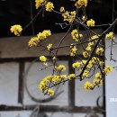 [전남/구례] 봄이 있는 뜨락, 곡전재(穀田齋) 이미지