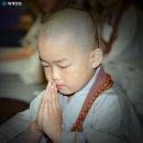 피어나 이미지