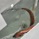 국제유선(해피호) 이미지