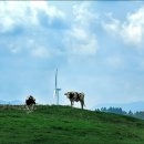 보람목장 이미지