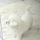 호빵펫살롱 이미지