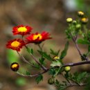 명심보감 이미지