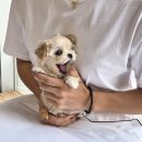 경남강아지분양 첫 반려견, 아무 곳에서나 시작하지 마세요.