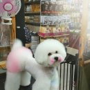 이츠펫(진천점) 네이버블로그