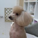 똥강아지 이미지