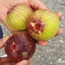 대불하수처리장 이미지