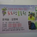 색깔포도 이미지