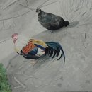 수채화(취미) 이미지