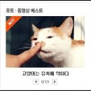 바람난고양이 이미지