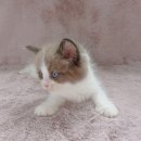 강남고양이분양 러브앤캣 이미지