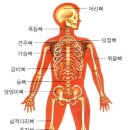 인체구조 총정리/뼈대/근육/혈관/내장 이미지