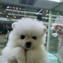 디디펫 수원강아지분양 | 수원강아지무료분양 분양은 수원멍앤냥