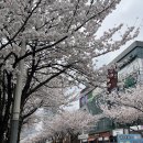 9급으로 가는 길 定石 | 벚꽃이 가득했던 4월 첫 번째 일상