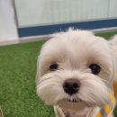 펫스유치원 이미지