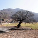 느티나무 이미지