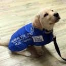 대한리트리버 이미지