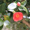 광양 옥룡사지 이미지