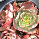 양진농장 이미지