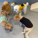 옐레드 애견유치원 & 애견호텔, 미용 안산고잔점 이미지