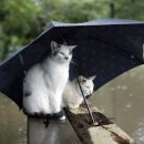 우산쓴고양이 이미지