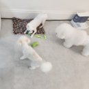 댕댕이 지구대 이미지