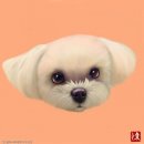 서현펫# 이미지