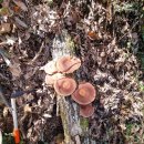 오동슈퍼 이미지