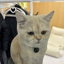 캣플헤븐 AK플라자금정점 이미지