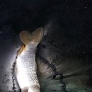 배양리낚시