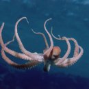 오늘도낙지 이미지