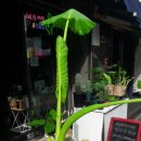 동네농장(2) 이미지