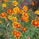 들꽃마을 이미지